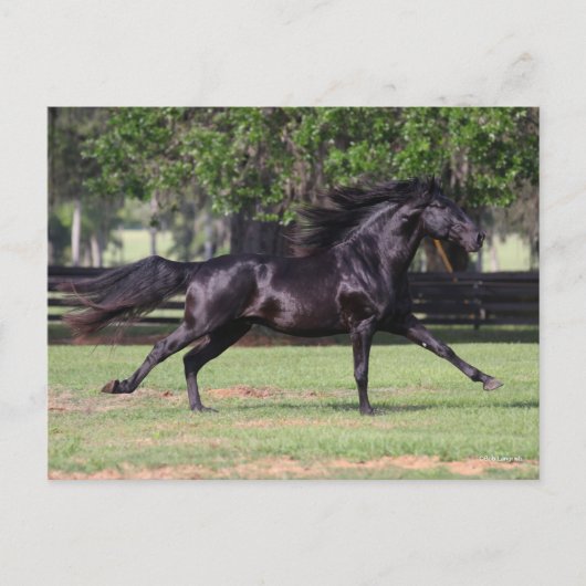 Bob Langrish | Black Lusitano Running Mane Flows Postkarte (Vorderseite)