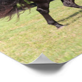 Bob Langrish | Black Lusitano Running Poster (Ecke)