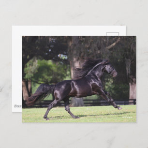 Bob Langrish   Black Lusitano Running Postkarte