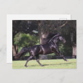 Bob Langrish | Black Lusitano Running Postkarte (Vorne/Hinten)