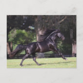 Bob Langrish | Black Lusitano Running Postkarte (Vorderseite)