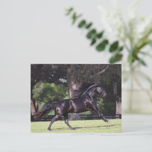 Bob Langrish | Black Lusitano Running Postkarte (Stehend Vorderseite)