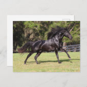 Bob Langrish | Black Lusitano Running Postkarte (Vorne/Hinten)