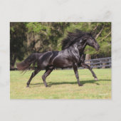 Bob Langrish | Black Lusitano Running Postkarte (Vorderseite)