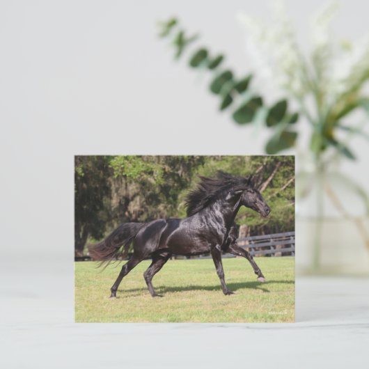 Bob Langrish | Black Lusitano Running Postkarte (Stehend Vorderseite)