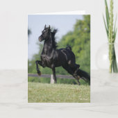Bob Langrish | Black Morgan Horse Trotting Karte (Vorderseite)