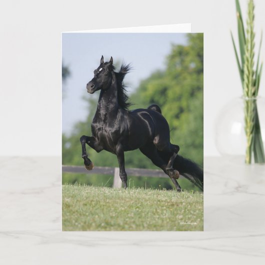Bob Langrish | Black Morgan Horse Trotting Karte (Vorderseite)