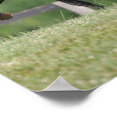 Bob Langrish | Black Morgan Horse Trotting Poster (Ecke)