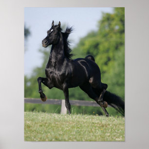 Bob Langrish   Black Morgan Horse Trotting Poster