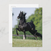 Bob Langrish | Black Morgan Horse Trotting Postkarte (Vorne/Hinten)