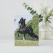 Bob Langrish | Black Morgan Horse Trotting Postkarte (Stehend Vorderseite)