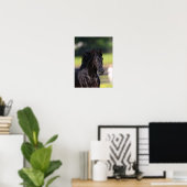Bob Langrish | Black Rocky Mountain Horse Headshot Poster (Heimbüro)