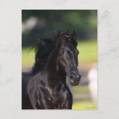 Bob Langrish | Black Rocky Mountain Horse Headshot Postkarte (Vorderseite)