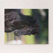 Bob Langrish | Black Rocky Mountain Horse Headshot Puzzle (Horizontal)