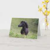 Bob Langrish Black Shetland Pony Stallion Headshot Karte (Gelbe Blume)