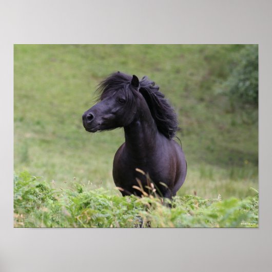 Bob Langrish Black Shetland Pony Stallion Headshot Poster (Vorne)