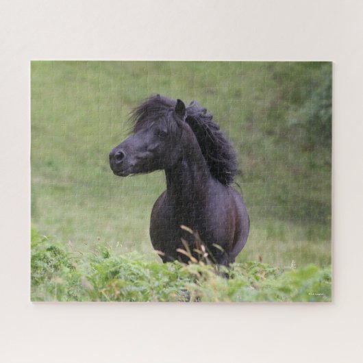 Bob Langrish Black Shetland Pony Stallion Headshot Puzzle (Horizontal)