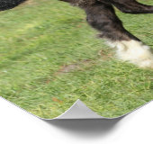 Bob Langrish | Black Sinti und Roma Vanner Foal Ru Poster (Ecke)