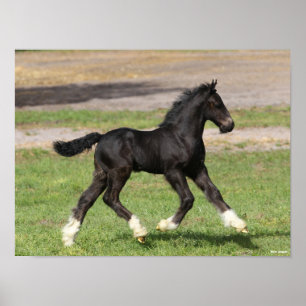 Bob Langrish   Black Sinti und Roma Vanner Foal Ru Poster