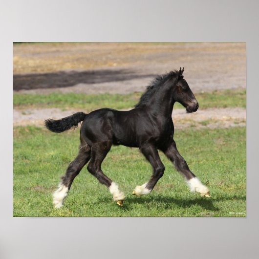 Bob Langrish | Black Sinti und Roma Vanner Foal Ru Poster (Vorne)