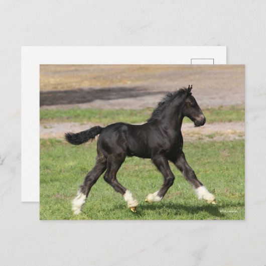 Bob Langrish | Black Sinti und Roma Vanner Foal Ru Postkarte (Vorne/Hinten)