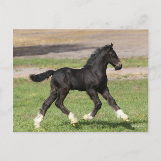 Bob Langrish | Black Sinti und Roma Vanner Foal Ru Postkarte (Vorderseite)