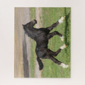 Bob Langrish | Black Sinti und Roma Vanner Foal Ru Puzzle (Vertikal)