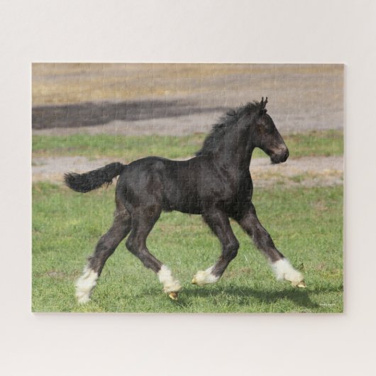 Bob Langrish | Black Sinti und Roma Vanner Foal Ru Puzzle (Horizontal)