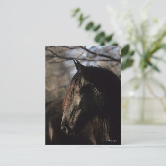 Bob Langrish | Black Tennessee Walker Headshot Postkarte (Stehend Vorderseite)