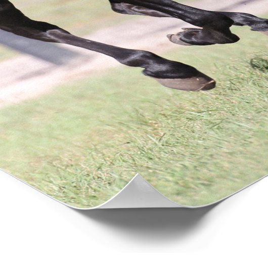 Bob Langrish | Black Tennessee Walker Running Poster (Ecke)