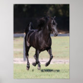 Bob Langrish | Black Tennessee Walker Running Poster (Vorne)