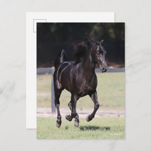 Bob Langrish | Black Tennessee Walker Running Postkarte (Vorne/Hinten)
