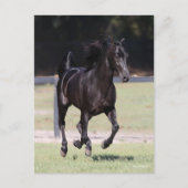 Bob Langrish | Black Tennessee Walker Running Postkarte (Vorderseite)