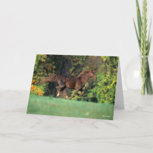 Bob Langrish   Brawn Rocky Mountain Reit Karte