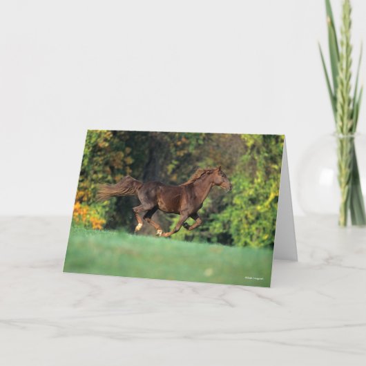 Bob Langrish | Brawn Rocky Mountain Reit Karte (Vorderseite)