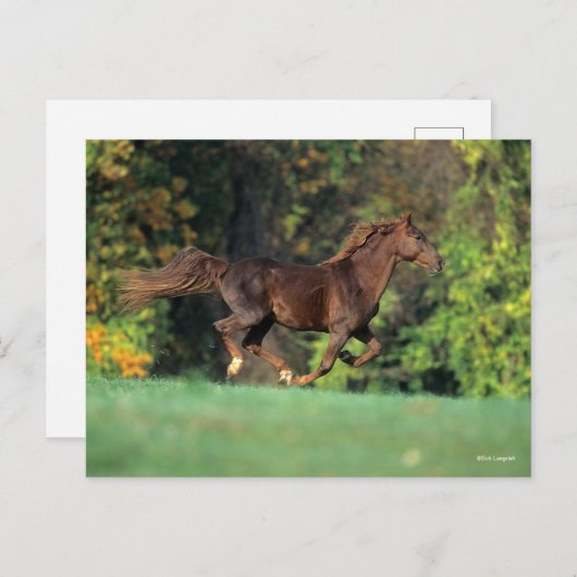 Bob Langrish | Brawn Rocky Mountain Reit Postkarte (Vorne/Hinten)