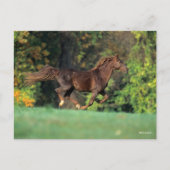 Bob Langrish | Brawn Rocky Mountain Reit Postkarte (Vorderseite)