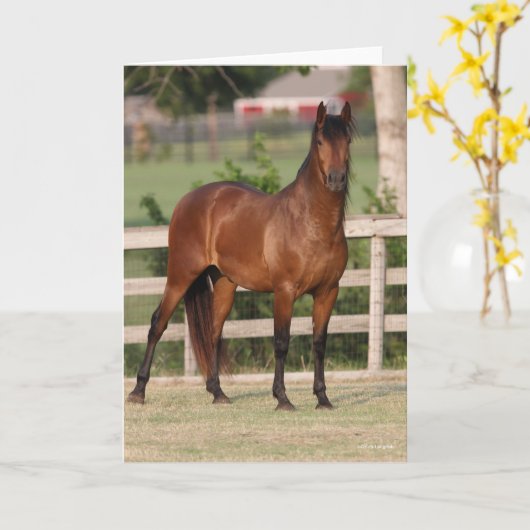 Bob Langrish | Bucht Andalusien Stehend Karte (Gelbe Blume)