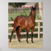 Bob Langrish | Bucht Andalusien Stehend Poster (Vorne)