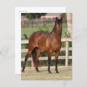 Bob Langrish   Bucht Andalusien Stehend Postkarte