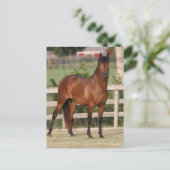 Bob Langrish | Bucht Andalusien Stehend Postkarte (Stehend Vorderseite)