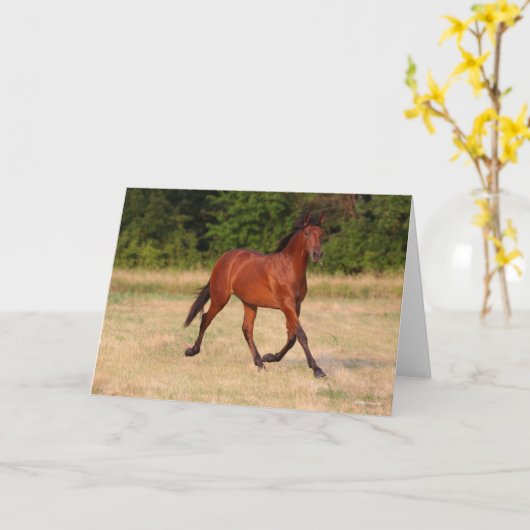 Bob Langrish | Bucht Andalusischer Colt in Field Karte (Gelbe Blume)