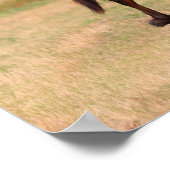 Bob Langrish | Bucht Andalusischer Colt in Field Poster (Ecke)