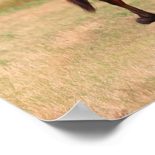 Bob Langrish | Bucht Andalusischer Colt in Field Poster (Ecke)