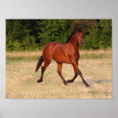 Bob Langrish | Bucht Andalusischer Colt in Field Poster (Vorne)