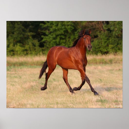 Bob Langrish | Bucht Andalusischer Colt in Field Poster (Vorne)