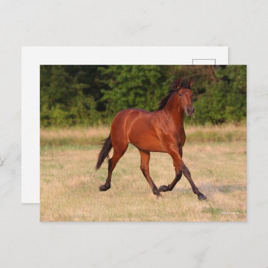 Bob Langrish | Bucht Andalusischer Colt in Field Postkarte (Vorne/Hinten)