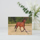 Bob Langrish | Bucht Andalusischer Colt in Field Postkarte (Stehend Vorderseite)