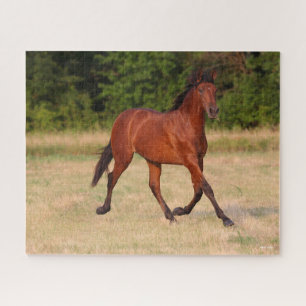 Bob Langrish Bucht Andalusischer Colt in Field Puzzle