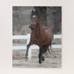 Bob Langrish   Bucht Andalusischer Stallion Runnin Puzzle